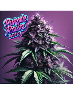 Purple Rain Auto (Bluedog Genetics) 🍇 Flavorful & Easy to Grow
