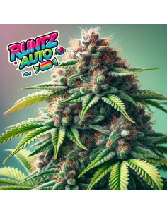 Runtz Auto Strain (Bluedog Genetics) 🍹 Fast, Fruity, Potent