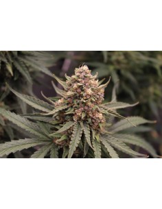 Runtz Auto Strain (Bluedog Genetics) 🍹 Fast, Fruity, Potent 2