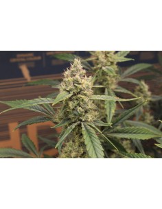 Banana Ice Cream Strain (Bluedog Genetics) 🍦 Creamy, Sweet & Potent 2