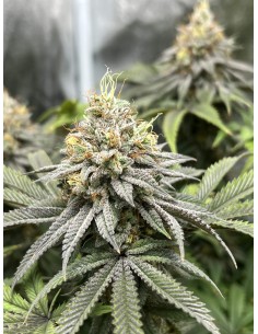 Banana Sherbet Strain (Bluedog Genetics) 🍌 Huge Yields & Creamy Flavor 2