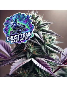 Ghost Train Haze Auto (Bluedog Genetics) 🍋 100% Sativa Power