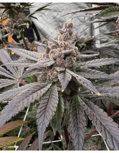Gasserole (Solfire Gardens) Exclusive Feminized Seeds