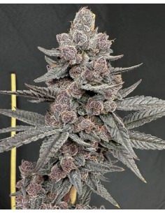 %brand% %product-name%