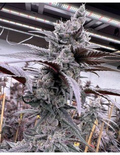 Lung Buster Solfire Gardens – Fuel flavour & XXL yields