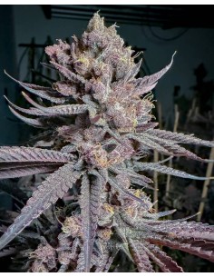 Ripe Solfire Gardens – Sweet lemon & fast flowering