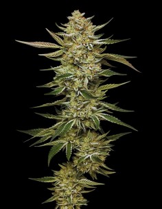 OG Tiploid Auto (Humboldt Seed Company) ⛽ XXL Yields & Potency