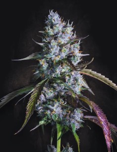 Red Velvet Auto (Paradise Seeds) 🍦 Colorful & Potent