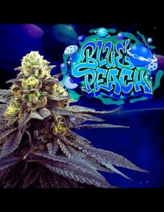 Blue Peach Strain (Perfect Tree) 🍑 Explosive Flavor, Max Yield