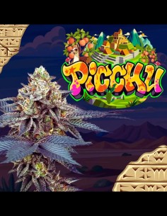 Picchu Strain (Perfect Tree) 🍹 Creamy Gas & Heavy Yields