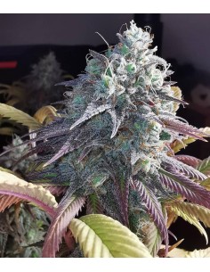 Blue Zushi | Original Sensible Seeds | 30% THC & Top Flavor