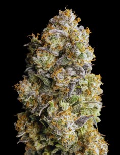 Acai Mintz Strain (Advanced Seeds) 🫐 Exotic Flavor & 30% THC Power