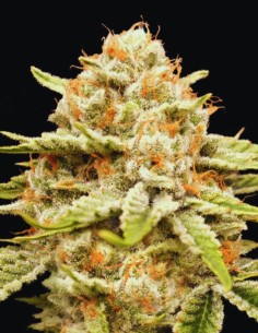 Garlicane Strain (Advanced Seeds) 🧄 Fast, Strong & Flavorful