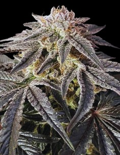 Permanent Marker Strain (Advanced Seeds) 🖊️ High THC, Big Yields