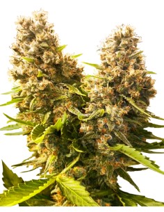 Banana Kush Cake Automatic (Sensi Seeds) Autoflowering Seeds