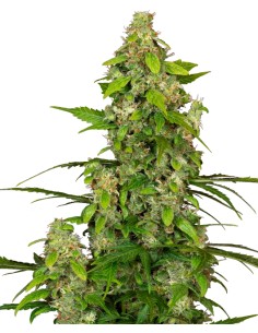 Gorillaz Auto 🦍 by Sensi Seeds - Semillas Autoflorecientes