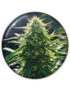 BioRelief CBD Strain (Medical Seeds) ⚕️ High CBD, Low CBD
