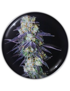 Mintzkittlez Strain (Medical Seeds) 🌿 Exotic Flavors