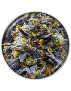 Medical Donuts Strain (Medical Seeds) 🍩 Creamy Fruity Flavor