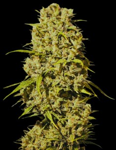 Bubblegum Haze (Oaseeds Genetics) 🫧 Süß und Kraftvoll