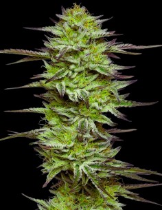 Jelly Bean Strain (Oaseeds Genetics) 🍹 Süß, Stark & Ertragreich