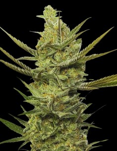 Portela Strain (Oaseeds Genetics) 🍋‍🟩 Jamaican Roots, Resin Dreams