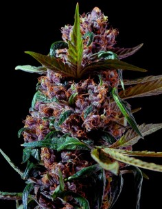 Nerds Strain (Oaseeds Genetics) 🍇 Sweet, Potent & Balanced