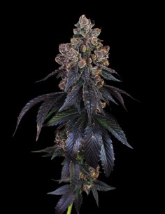 Peanut Butter Breath Auto (Oaseeds Genetics) 🥜 Flavor & Power