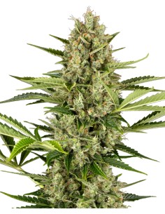 Jack Herer Auto (Sensi Seeds) ⭐ Legendary Genetics