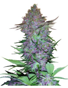 Purple Skunk Automatic (Sensi Seeds) Autoflowering Seeds