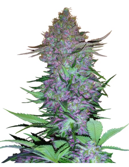 Purple Skunk Automatic (Sensi Seeds) Autoflowering Seeds