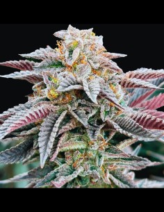 Sour Burger Strain (Grateful Seeds) 🍔 Fast, Potent, Delicious