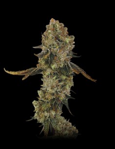 Obsession Strain (Grateful Seeds) 🍦 Creamy, Gassy, Potent High