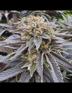 Midnight Zlap Strain (Grateful Seeds) 🫐 Fruity, Potent, Productive