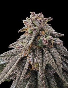 Meat Grinder Strain (Grateful Seeds) 🍯 Amazing Flavor, High THC