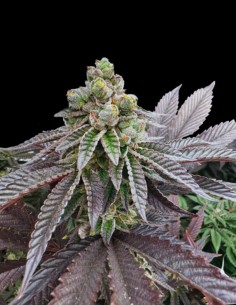 Honey Pam Strain (Grateful Seeds) 🍯 Sweet Flavor & Big Yields