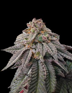 Hash Belt Strain (Grateful Seeds) 🍬 Fast, Sticky & Powerful