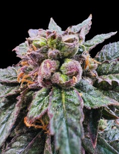 Bro Science Strain (Grateful Seeds) 🫧 Potent, Flavor-Rich Hybrid