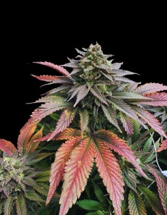 Boobies Strain (Grateful Seeds) 🍹 Exotic Flavor & 700g Yields