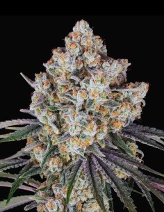 Black Ice Strain (Oaseeds Genetics) 🍬 Sweet, Potent & Resinous