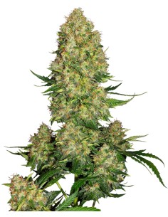 Skunk 1 Automatica (Sensi Seeds) Semi Autofiorenti
