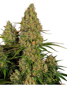 Sticky Orange XXL Auto (Sensi Seeds) Semillas de Marihuana