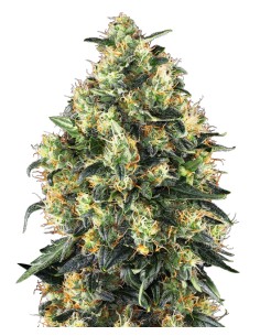 Super Skunk Automatica (Sensi Seeds) Semi Autofiorenti