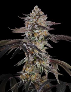 Cherry Essence Strain (Silent Seeds) 🍒 30% THC & Exotic Flavor