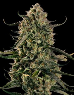 MAC Dawg XXL Auto Strain (Silent Seeds) ⛽ Next-Gen Autoflower