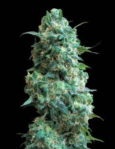Afghan Kush Strain (Oaseeds Genetics) ⭐ Legendary Pure Indica
