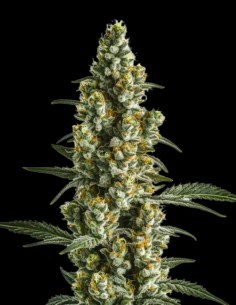 Wild Thailand Strain (Oaseeds Genetics) 🍹 Pure Sativa Power