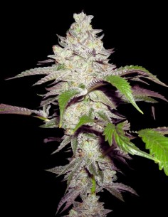 Alien OG Strain (Oaseeds Genetics) 👽 28% THC & Cosmic High