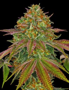 Wedding Cake Strain (Oaseeds Genetics) 🍰 Sweet & Potent