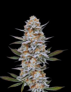 Chemdawg #4 Strain (Oaseeds Genetics) ⛽ Potent. Fast. Heavy.